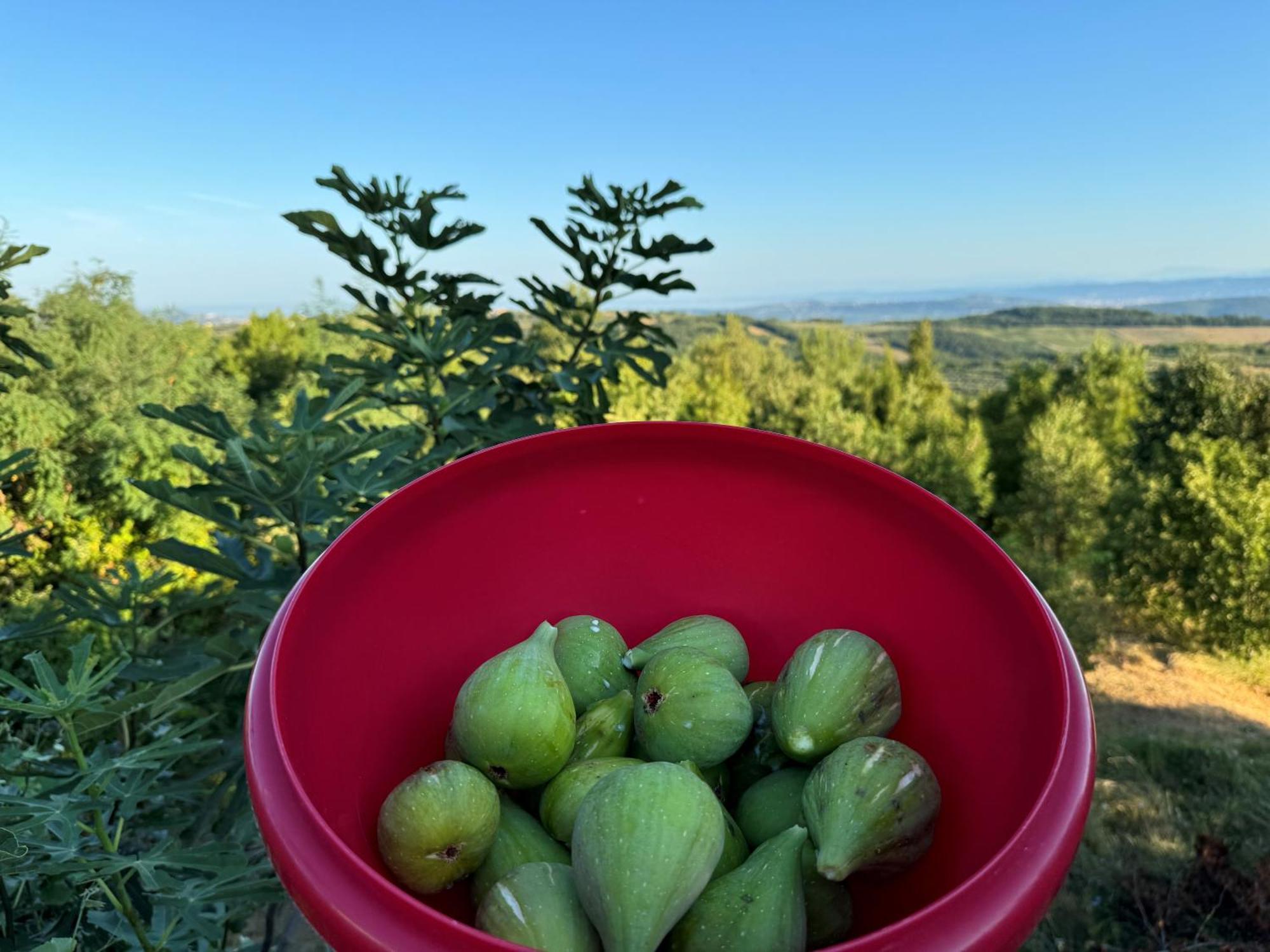Guesthouse Green Istria Truske ภายนอก รูปภาพ