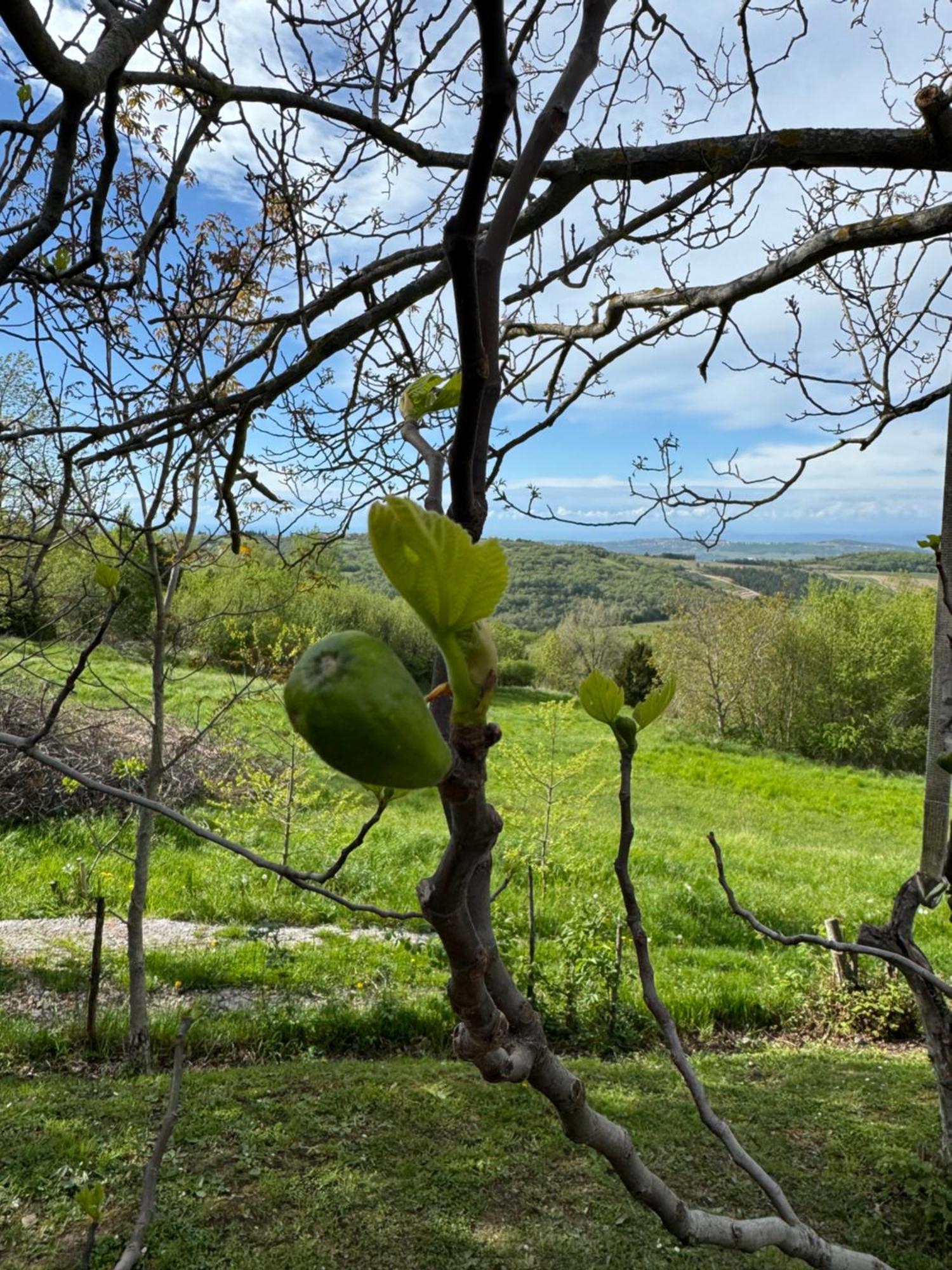 Guesthouse Green Istria Truske ภายนอก รูปภาพ